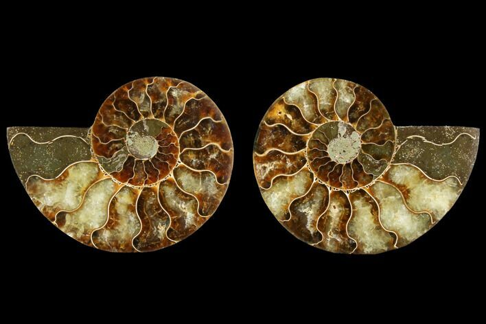 Sliced Ammonite Fossil - Agatized #116788